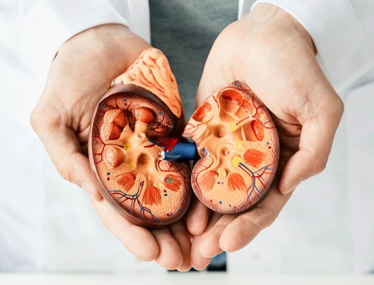 Kidney Disease Anatomy