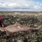 Surprise à sang chaud : comment les mystères des requins échoués et des mégalodons révèlent les périls climatiques