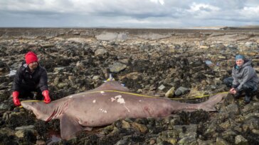 Surprise à sang chaud : comment les mystères des requins échoués et des mégalodons révèlent les périls climatiques