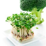 Surtension verte : les bienfaits cachés surprenants des pousses de brocoli pour la santé Broccoli Sprouts