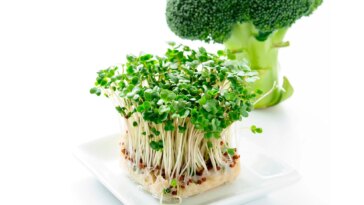 Broccoli Sprouts