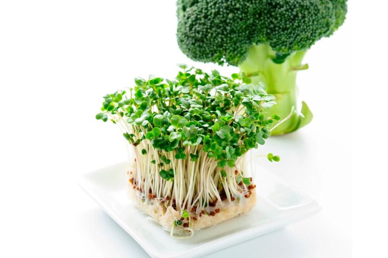 Broccoli Sprouts