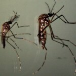 Survie à sec : la résilience remarquable des œufs de moustiques Zika