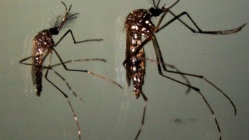 Survie à sec : la résilience remarquable des œufs de moustiques Zika