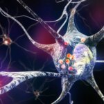 Découverte révolutionnaire : l'inhibition d'une enzyme clé pourrait stopper la progression de la maladie de Parkinson Parkinson’s Disease Nerve Cells