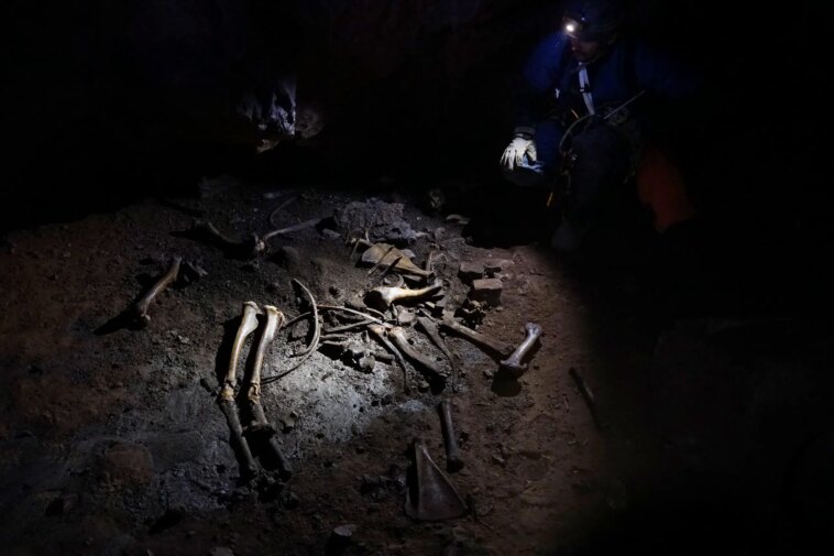 Une façon inattendue de voyager dans le temps – L'astuce d'un scientifique citoyen dévoile 3 000 ans d'évolution des mammifères