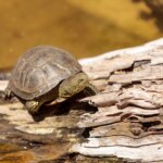 Une nouvelle analyse met en lumière le mystère des restes de tortues découverts dans une tombe romaine antique de l’âge du fer European Pond Turtle