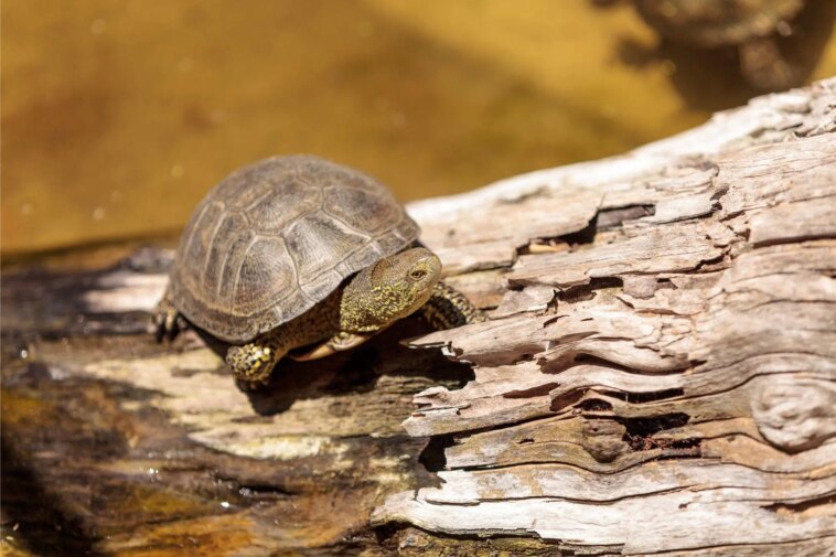 Une nouvelle analyse met en lumière le mystère des restes de tortues découverts dans une tombe romaine antique de l’âge du fer European Pond Turtle