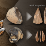 Paleolithic Humans Changed Their Choice of Raw Material To Suit Their Stone Tool Morphologies and Production Techniques Graphic