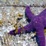 Anatomie mystérieuse dévoilée – Des scientifiques de Stanford découvrent l'emplacement de la tête d'une étoile de mer SciTechDaily