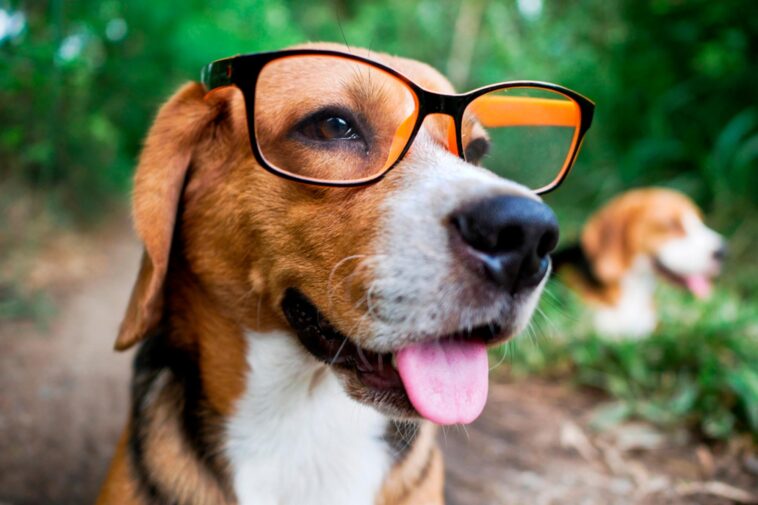 Smart Dog Wearing Glasses Close Up