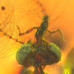 Mosquito Head in Amber