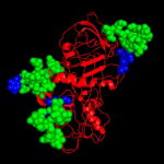 Protein Glycosolated With Glycans