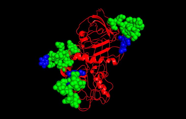 Protein Glycosolated With Glycans