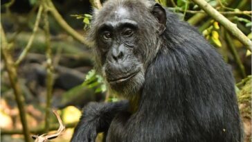 Female Chimpanzee