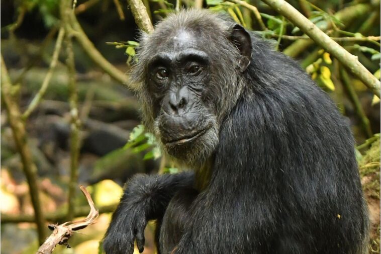 Female Chimpanzee
