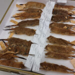 Dasycercus Specimens in Tray