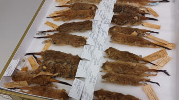 Dasycercus Specimens in Tray