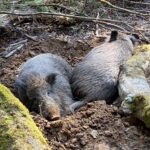 Des experts déconcertants depuis des années – Les scientifiques résolvent enfin le « paradoxe du sanglier » radioactif