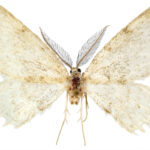 SciTechDaily