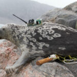 Des scientifiques découvrent de nouvelles espèces de phoques « spéciales » dans l’Arctique SciTechDaily