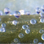 Des scientifiques démystifient la théorie vieille de 127 ans des étranges petits « ballons d’eau » SciTechDaily