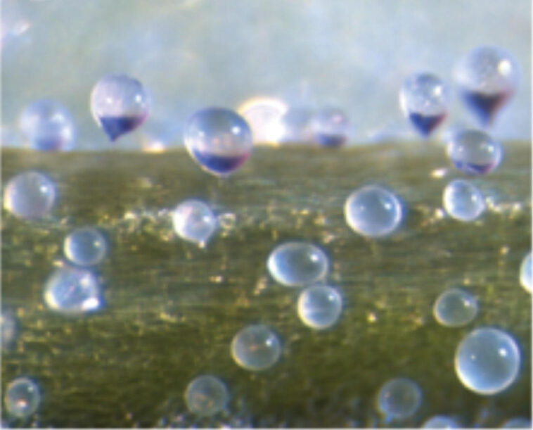 Des scientifiques démystifient la théorie vieille de 127 ans des étranges petits « ballons d’eau » SciTechDaily