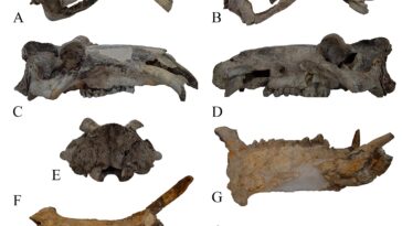 Dévoilement du plus vieil hippopotame d'Europe : un mystère du Pléistocène moyen résolu
