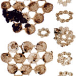 «Il n'y a rien de comparable» – De nouveaux fossiles bizarres offrent un aperçu des anciens océans de la Terre Fossil Plankton