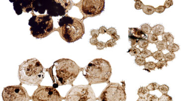 Fossil Plankton