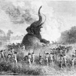 L'ADN dit tout : les véritables coupables de la chute des plus grosses bêtes de la Terre SciTechDaily