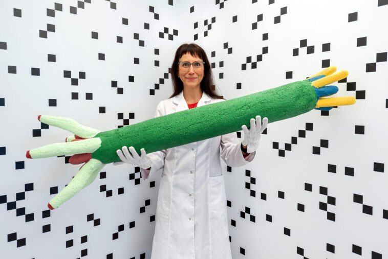 La puissance peptidique libérée : révolutionner la surveillance de l'inflammation Peptide Power Is ON