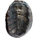 Fossil Turtle Shell