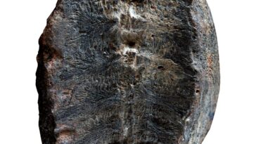 Fossil Turtle Shell