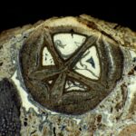 Le mystère de l'encens et de la myrrhe résolu : la vérité surprenante derrière ces anciens fossiles ressemblant à des perles Le mystère de l'encens et de la myrrhe résolu : la vérité surprenante derrière ces anciens fossiles ressemblant à des perles