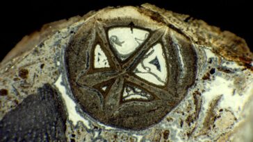 Le mystère de l'encens et de la myrrhe résolu : la vérité surprenante derrière ces anciens fossiles ressemblant à des perles