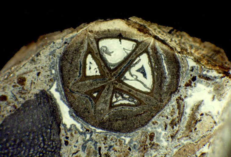 Le mystère de l'encens et de la myrrhe résolu : la vérité surprenante derrière ces anciens fossiles ressemblant à des perles