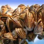 Les moules envahissantes et l'avenir de la science des matériaux : découvrir un secret vieux de 12 millions d'années Zebra Mussels