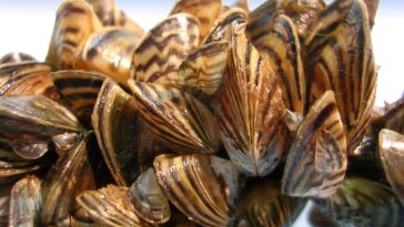 Zebra Mussels