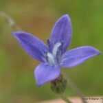 Les scientifiques exploitent le « superpouvoir » des fleurs pour créer de nouveaux traitements médicamenteux révolutionnaires Oldenlandia affinis