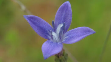 Oldenlandia affinis
