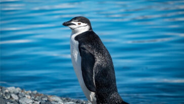 Chinstrap Penguin