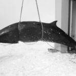 Mystère marin : des scientifiques découvrent une baleine à bec peu connue dans les eaux froides du Japon The Ginkgo Toothed Beaked Whale