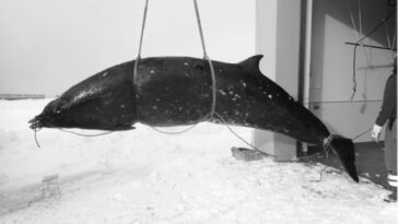 The Ginkgo Toothed Beaked Whale