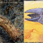 Pas de science-fiction : une nouvelle espèce de boule-vesse à tige ressemble aux vers des sables emblématiques de Dune Tulostoma Shaihuludii and a ‘Shai Hulud’