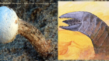 Tulostoma Shaihuludii and a ‘Shai Hulud’