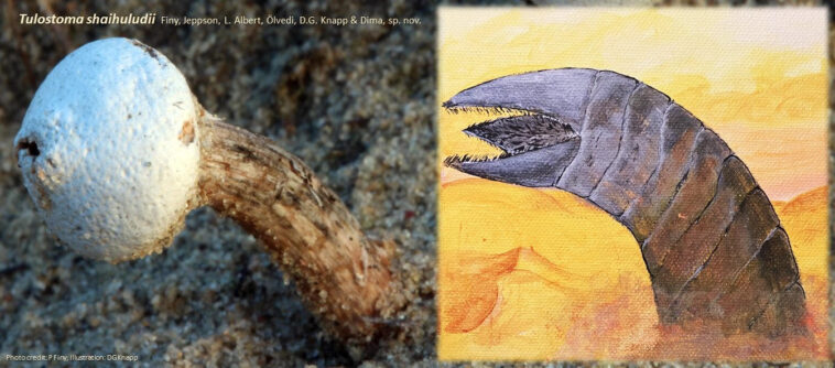 Tulostoma Shaihuludii and a ‘Shai Hulud’