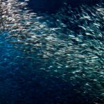 California Northern Anchovy