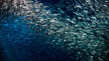 California Northern Anchovy