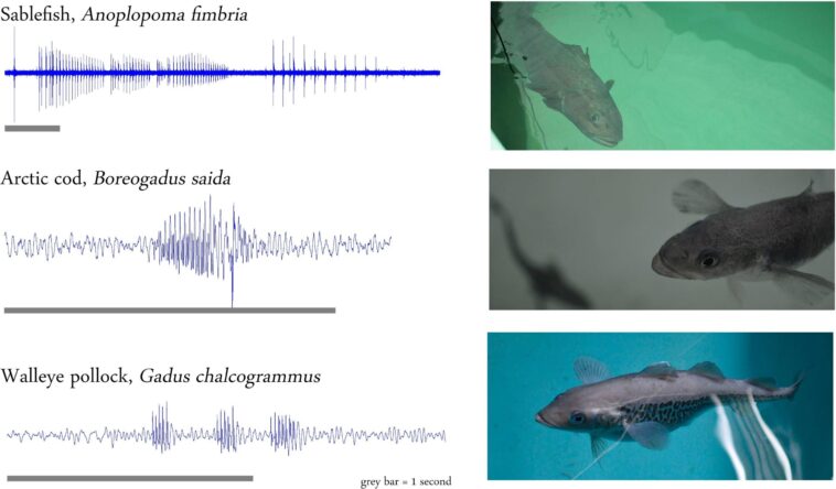 Percer les mystères aquatiques : inventaire mondial des cartes de la production sonore sous-marine SciTechDaily